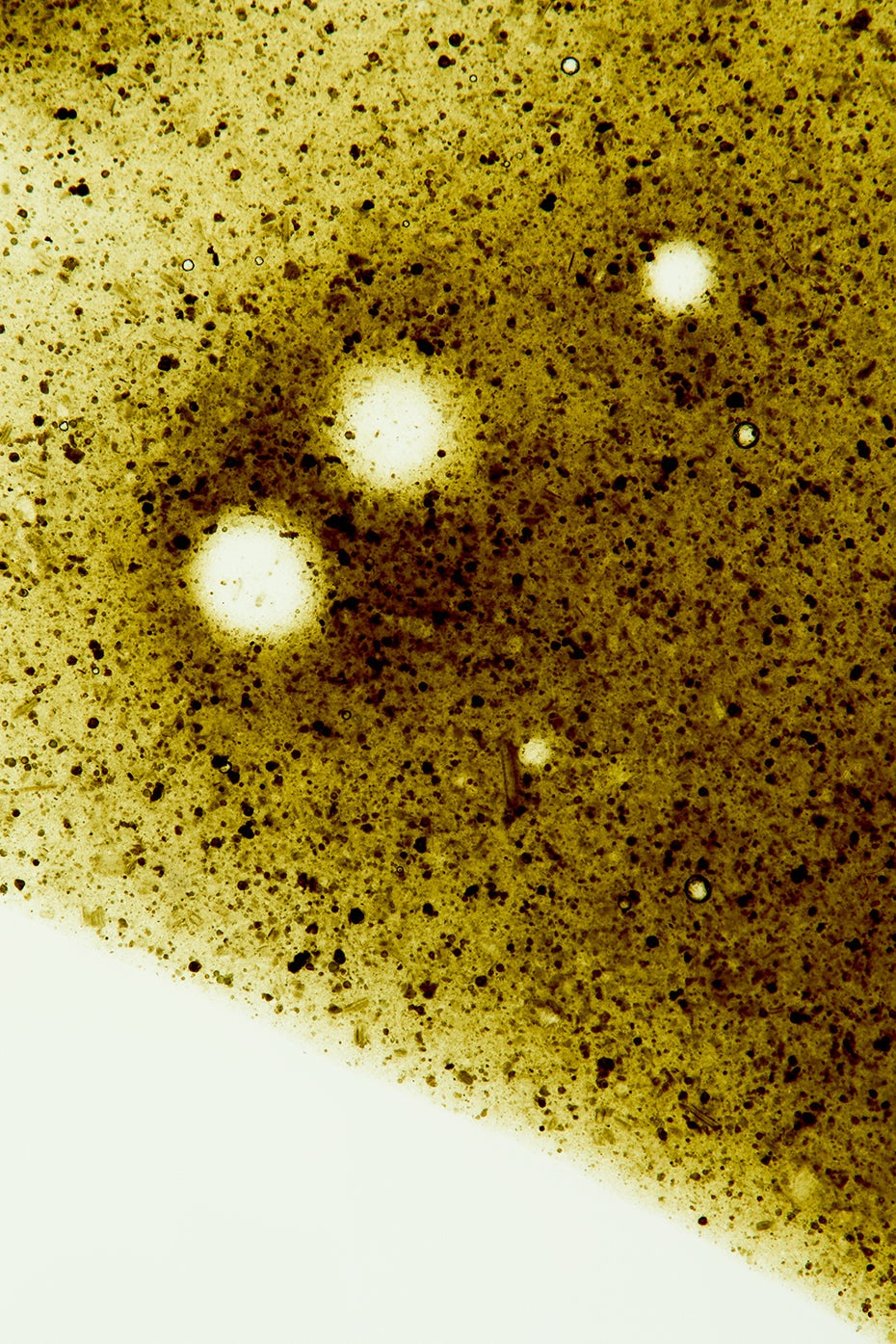 Greens Shot - 10 Pack